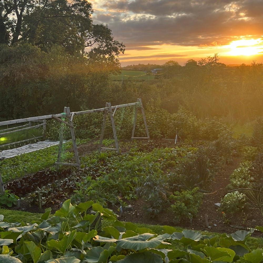 A taste of Northern Ireland at the Edible Flower Supper Club