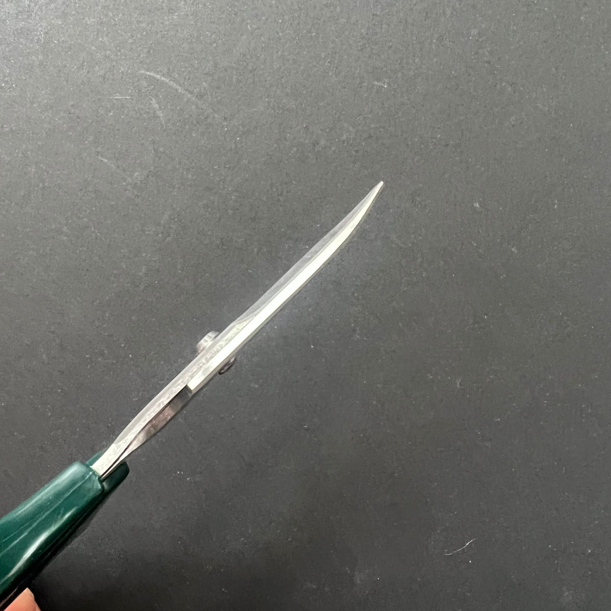 Sea Urchin Kitchen Scissors